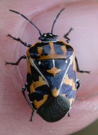 Harlequin Bug